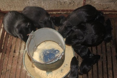 Nuôi chồn nhung đen: Tránh để lặp lại họa ốc bươu vàng