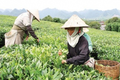 Thương lái Trung Quốc tận thu hạt chè