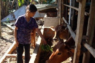 Nông dân điêu đứng vì tin đồi ăn chuối lùn bị ung thư