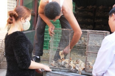 Gà lậu từ Trung Quốc tuồn về thủ đô