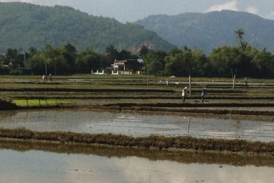 Hợp tác xã cung ứng lúa kém chất lượng