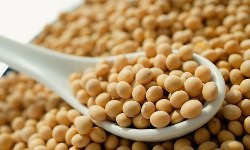 Suy giảm chức năng thận do ăn nhiều đậu tương