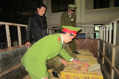 Phát hiện số lượng lớn gà, thuốc lá lậu