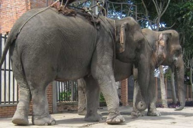 Làm giả... đuôi voi!