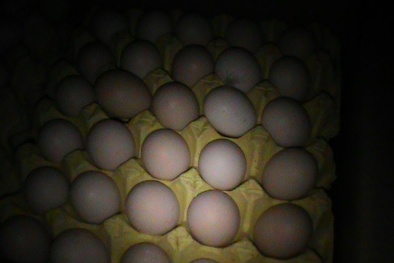 Bắt giữ 50.000 quả trứng gà lậu