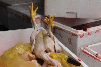 Gà, lòng lợn thối nghi tẩm hóa chất