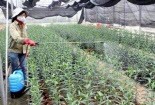 Nhân giống vô tính thành công hoa lily ở Phú Thọ