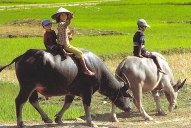 Thương lái Trung Quốc đổ xô mua phân trâu khô