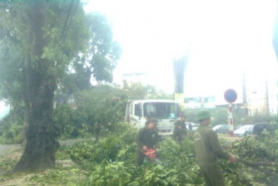 Doanh nghiệp cây xanh phản hồi vụ 'chạy bộ đi làm'