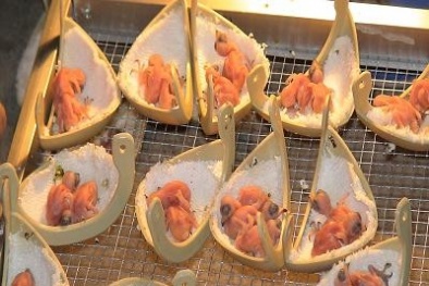 Kỳ công nuôi yến: Chăm chim, nghề “con mọn”