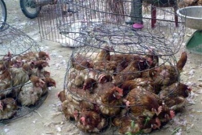 Gà chưa kiểm dịch tuồn về Hà Nội