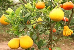 Chân dung người tạo ra “cây ngũ quả”