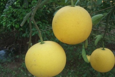 Phá vườn bưởi Diễn để... xây nhà trọ