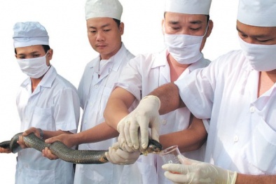 Trại nuôi rắn Anh hùng của quân đội