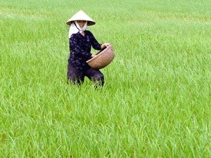 Nông dân "khổ" vì lúa chất lượng cao