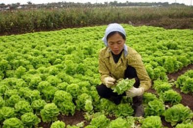 90% người dùng không nhận biết được rau an toàn