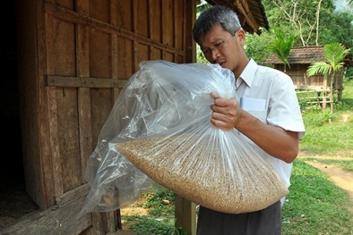 Phát hiện độc tố trong gạo cũ gây bệnh lạ