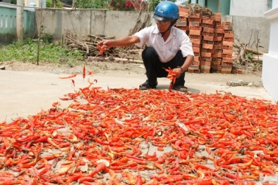 Nông dân ôm nợ vì ớt Trung Quốc