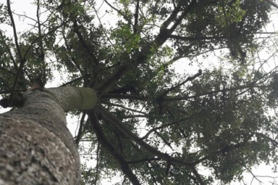 Cẩn trọng khi mua và dùng tầm gửi cây gạo