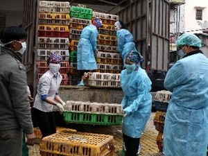 Cấm vận chuyển, buôn bán gia cầm qua biên giới phía Bắc
