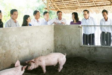 Nuôi lợn trên đệm lót bã mía