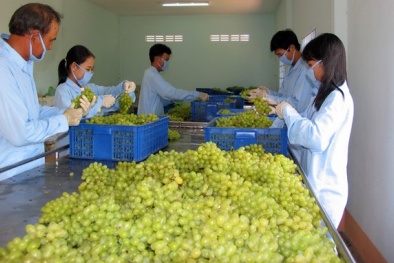 Nho BigC dán cờ Trung Quốc: Chưa rõ nguồn gốc
