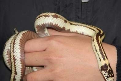 Ẩn họa mốt chơi thú độc