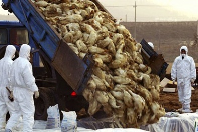 Cúm H7N9 đến Việt Nam, điều gì sẽ xảy ra?