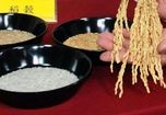 Đài Loan khẳng định gạo xuất Mỹ không nhiễm chì