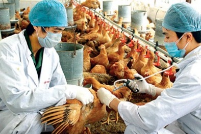 Mua 40 triệu liều vắc xin cúm gia cầm