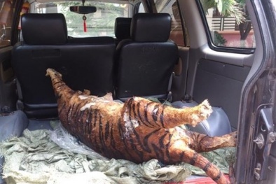 Hổ đông lạnh từ Lào về Hà Nội