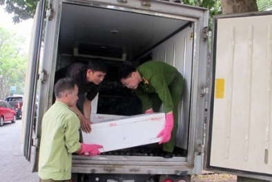 1 tấn gà lậu, nội tạng bẩn tuồn về Hà Nội