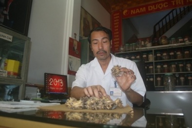 “Bảo mẫu” loài thảo dược sắp tuyệt chủng