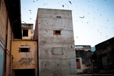 Lúng túng xử lý chim bệnh