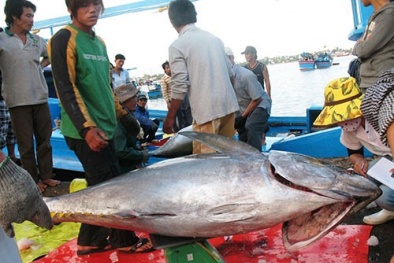 Ngư dân trả giá vì bắt cá kiểu Trung Quốc