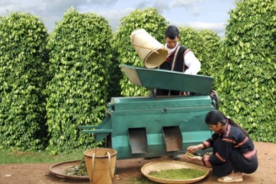 Hồ tiêu bị ép giá vì thiếu thương hiệu