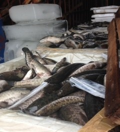 Ếch, cá quả nhập lậu từ Trung Quốc