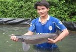 Cá tầm nhập lậu “đè” cá nội