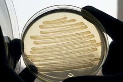 Sản xuất dầu diesel từ vi khuẩn gây tiêu chảy