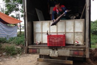 Cá, ếch... từ Trung Quốc nhập lậu vào Việt Nam
