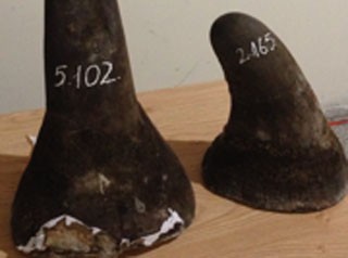 Bắt giữ hơn 7 kg sừng tê giác