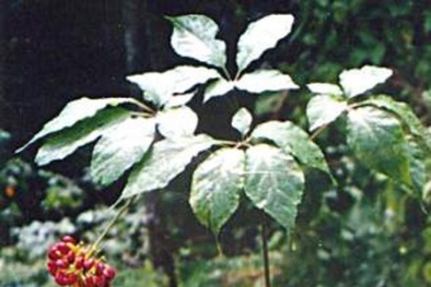 Thử nghiệm trồng sâm Ngọc Linh tại Yên Bái