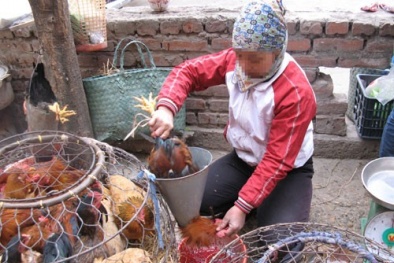 Kinh phí phòng chống cúm A/H7N9: Tự lo!