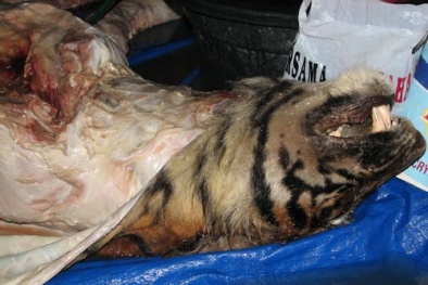 Cao hổ cốt làm từ thuốc phiện và xương chó