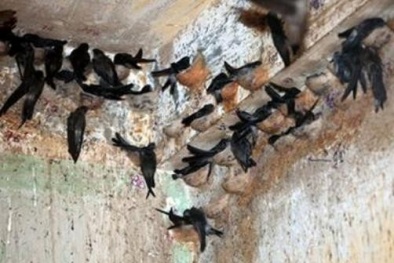 Hết dịch cúm A/H5N1 trên đàn chim yến