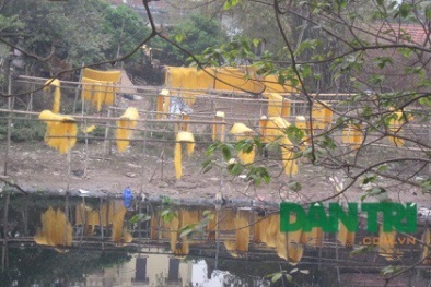 Kiểm tra vụ tạo màu miến bằng hóa chất độc hại