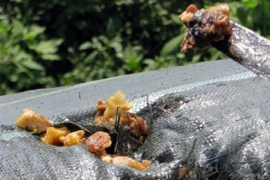 Hà Nội: Bắt vụ vận chuyển 1 tấn tóp mỡ, bì lợn thối