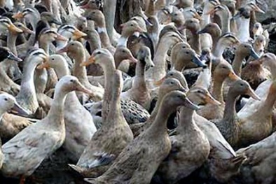 Bùng phát dịch cúm gia cầm H5N1 tại Quảng Ngãi