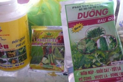 Rau muống thu hoạch nhanh nhờ hóa chất