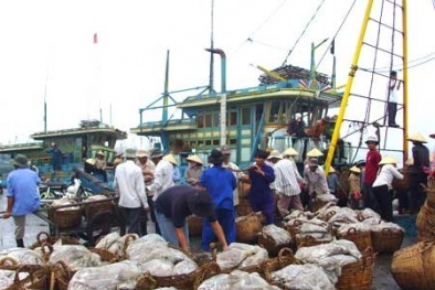 Cảnh sát Hải Dương sai khi làm hỏng 2 tấn bạch tuộc